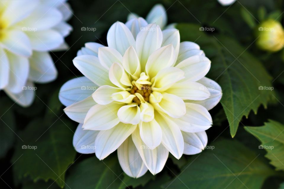 Bog White flower