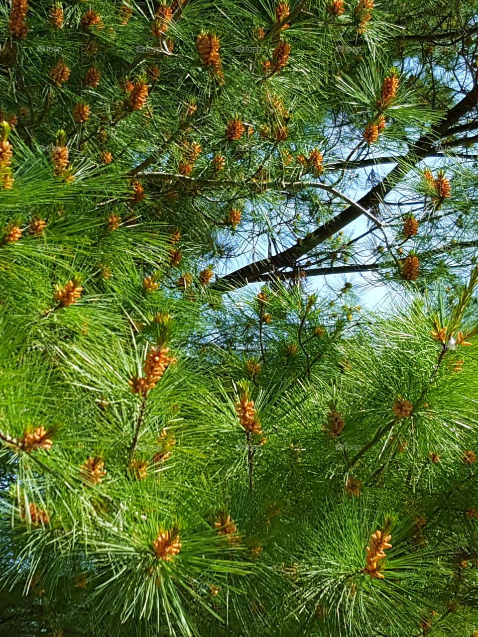 Close-up of pine tree