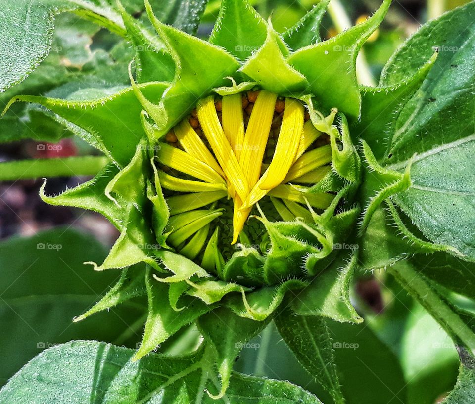 sunflower bud