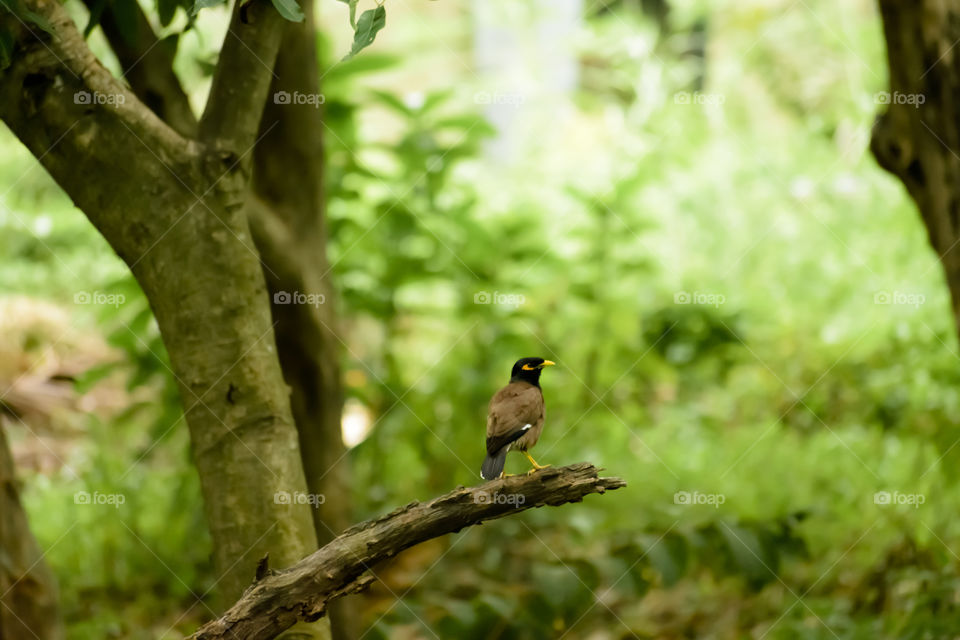 Common myna or Indian mynah (Acridotheres tristis of Sturnidae starlings bird family) spotted in forest tree branch of omnivorous woodland environment. Chintamani Kar Bird Sanctuary, West Bengal India
