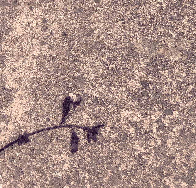Plant shadow 
