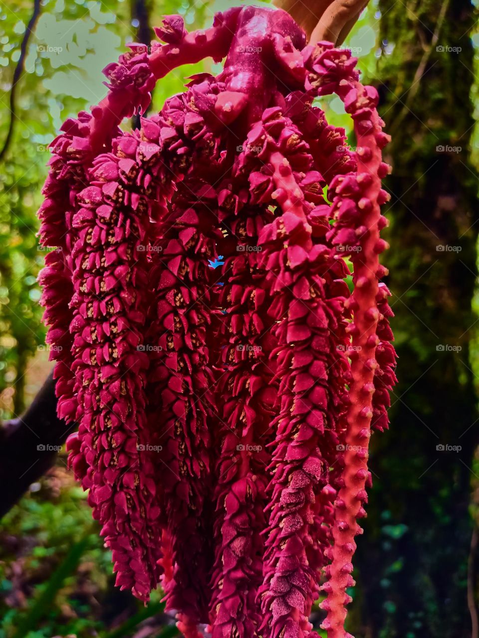 This is the young fruit of the pinanga tree that
grows wild in the forest. The young fruit of
Pinanga spp is bright red, looks beautifull