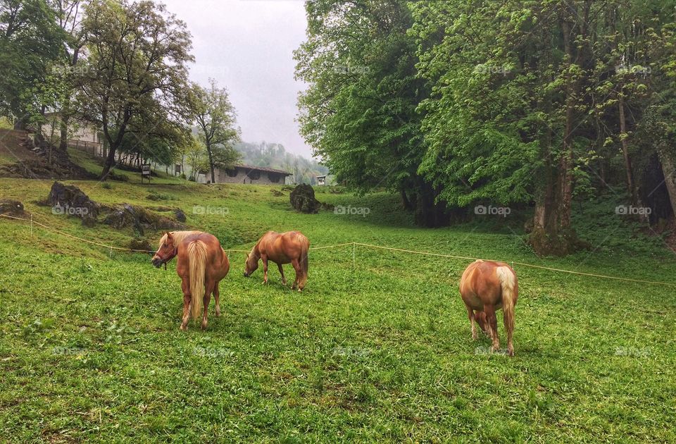 Horses grazing in the country 