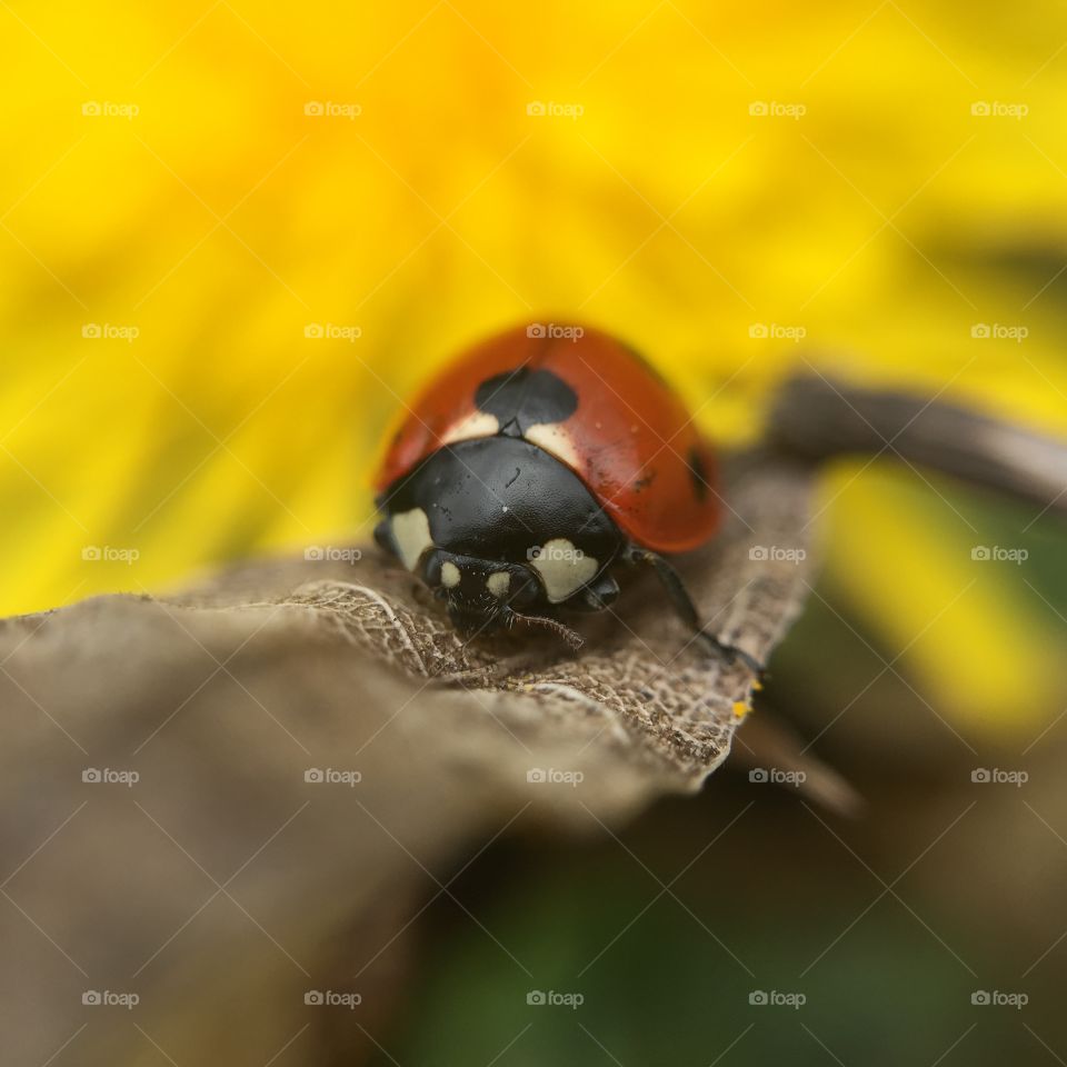 Close-up of Ladybug