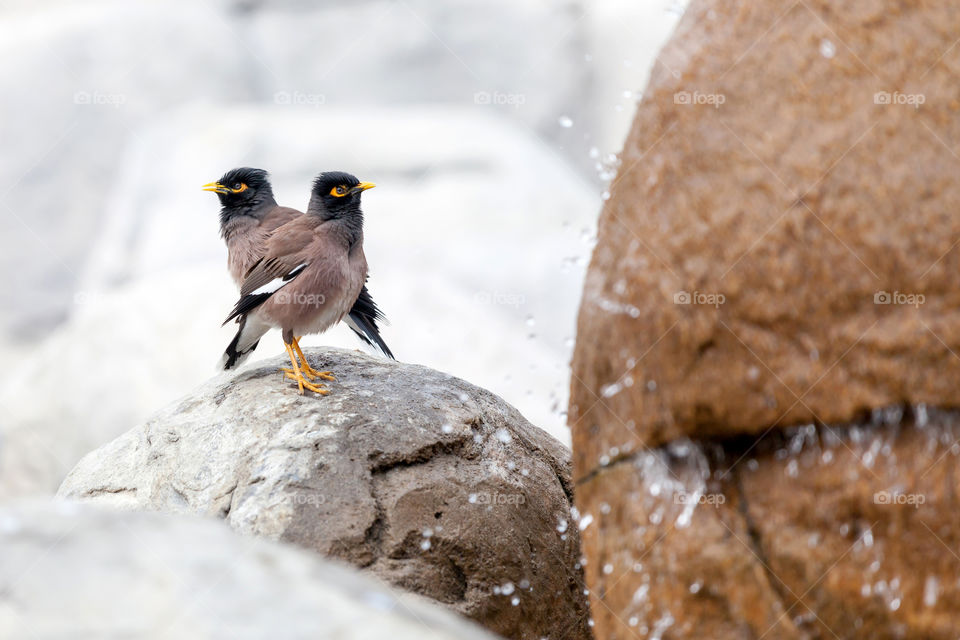 Two birds in the park