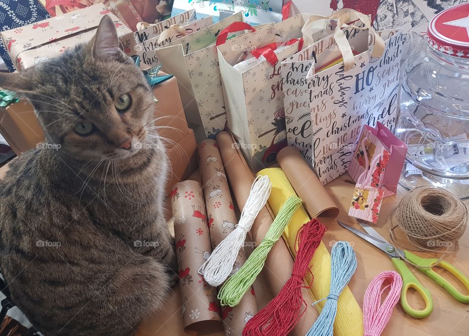 Cat and Gift.