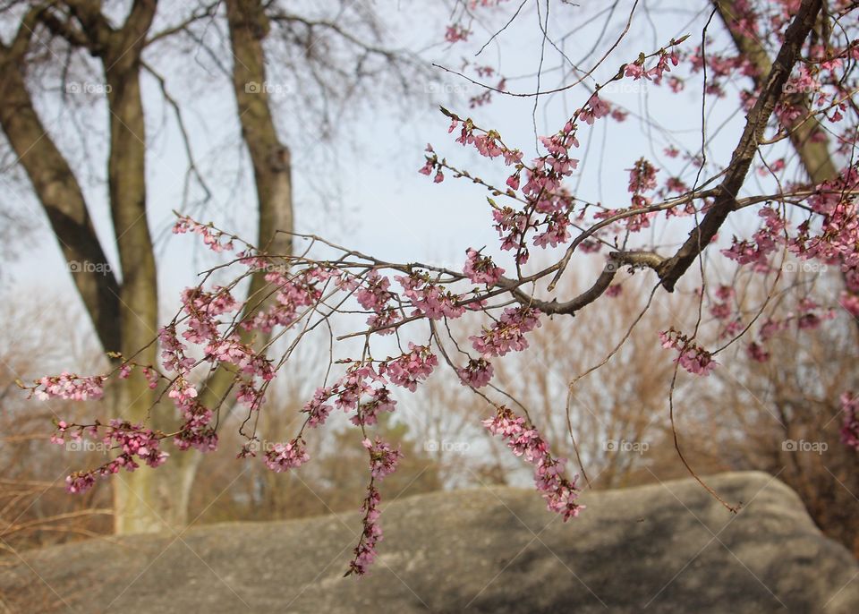 Beautiful blossom tree 
