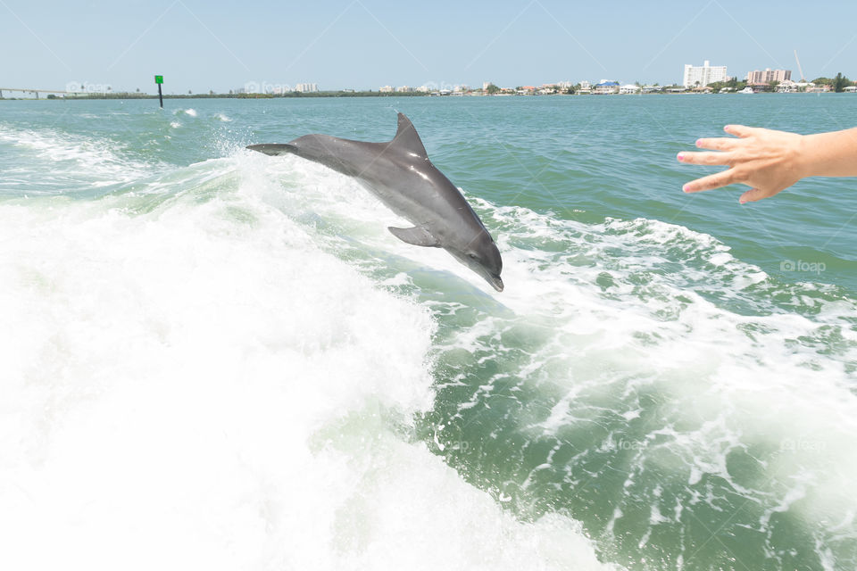 Meeting wild dolphins on a boat trip in Florida 