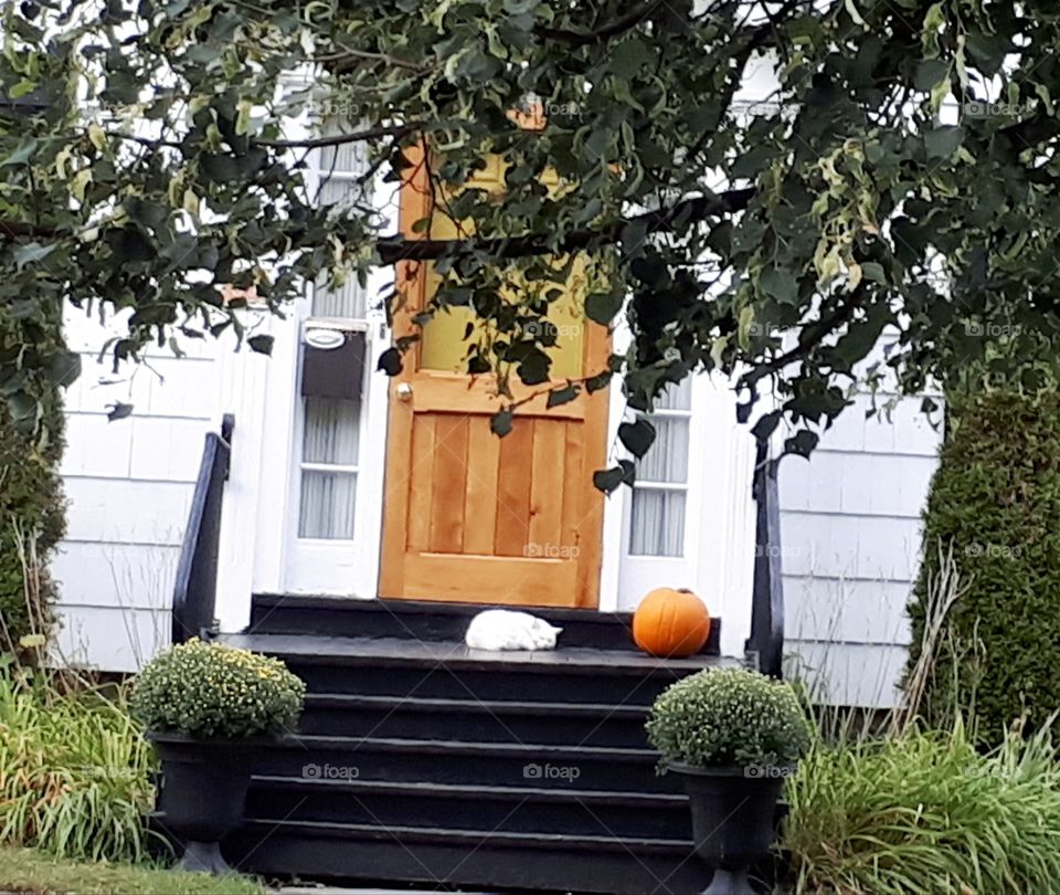 cat resting on doorstep next to a pumpkin