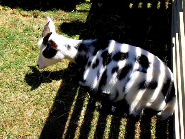 Little goat