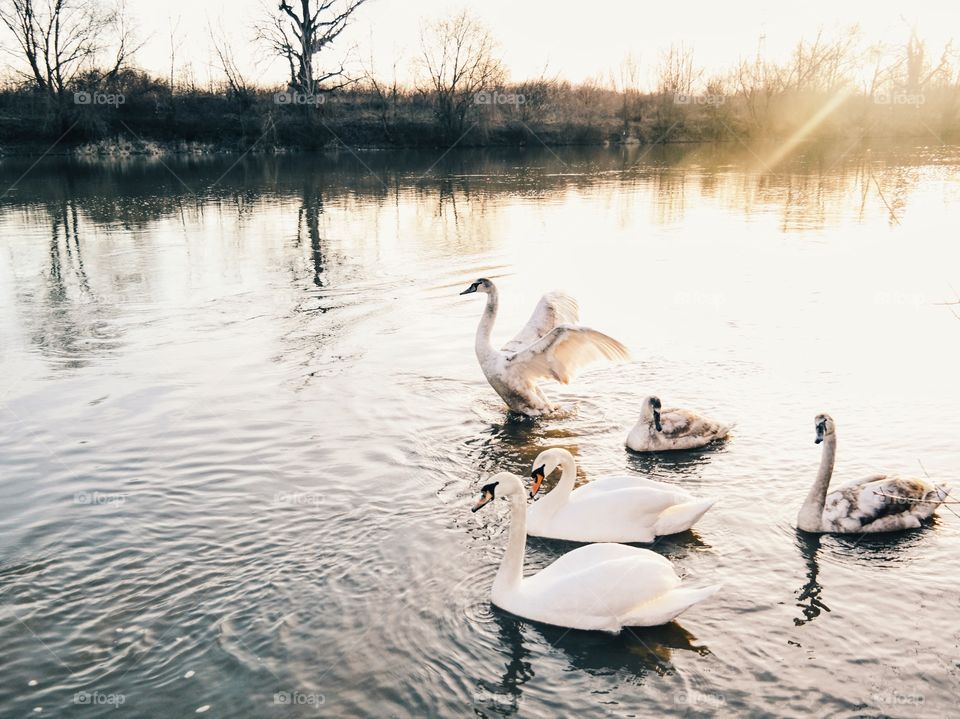 Flap your wings... This was the first time when I spotted swans in my area. The Mures river isn't their natural habitat. But, unfortunately, some homeless people tried to catch them...to eat them. Until that moment the swans were very friendly. Now they keep a safe distance, even when you try to feed them!