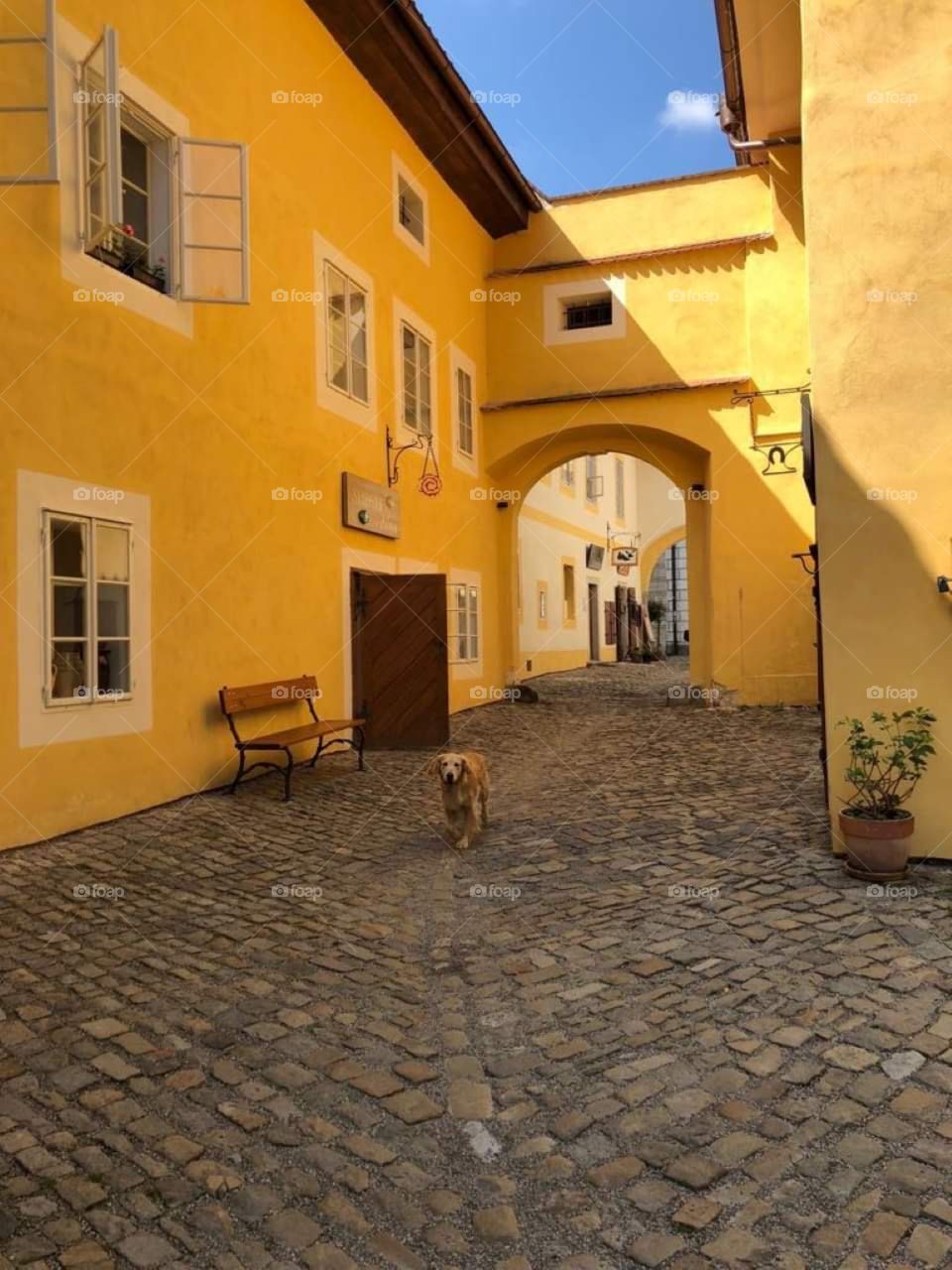 Hello yellow friend! Lovely golden retriever in a small beautiful town in Czech Republic