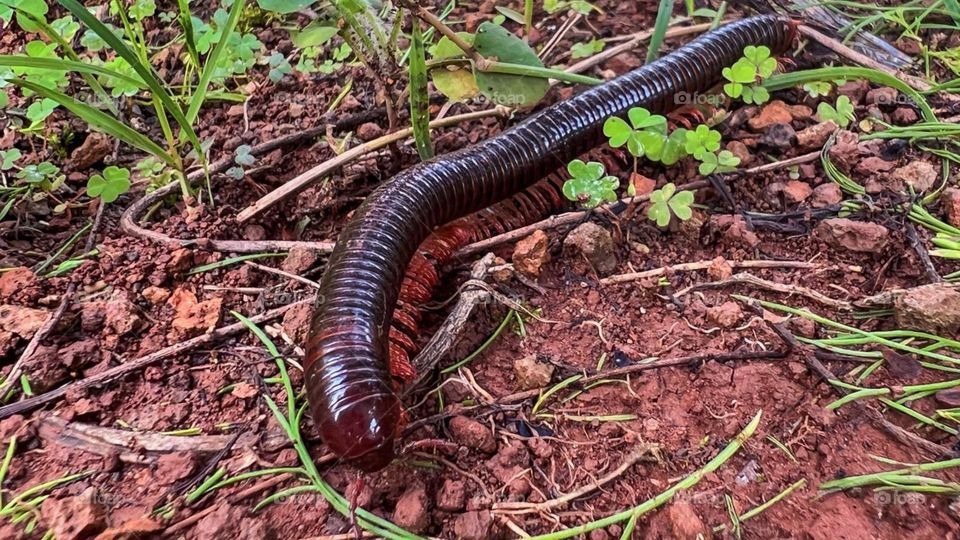 Portrait of a large, shiny black centipede with a red lower body in high angle view