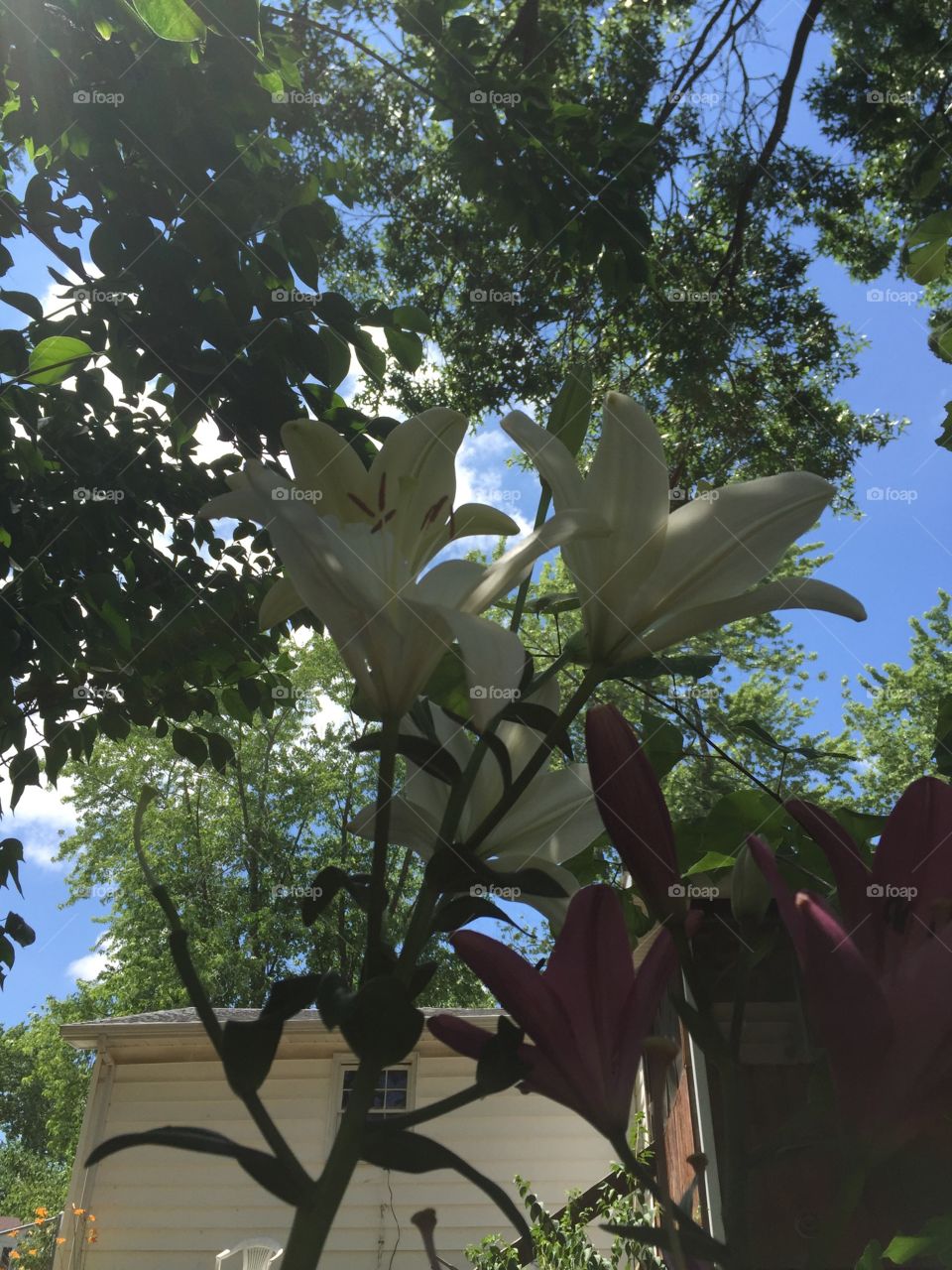 White Lilies against the Sky