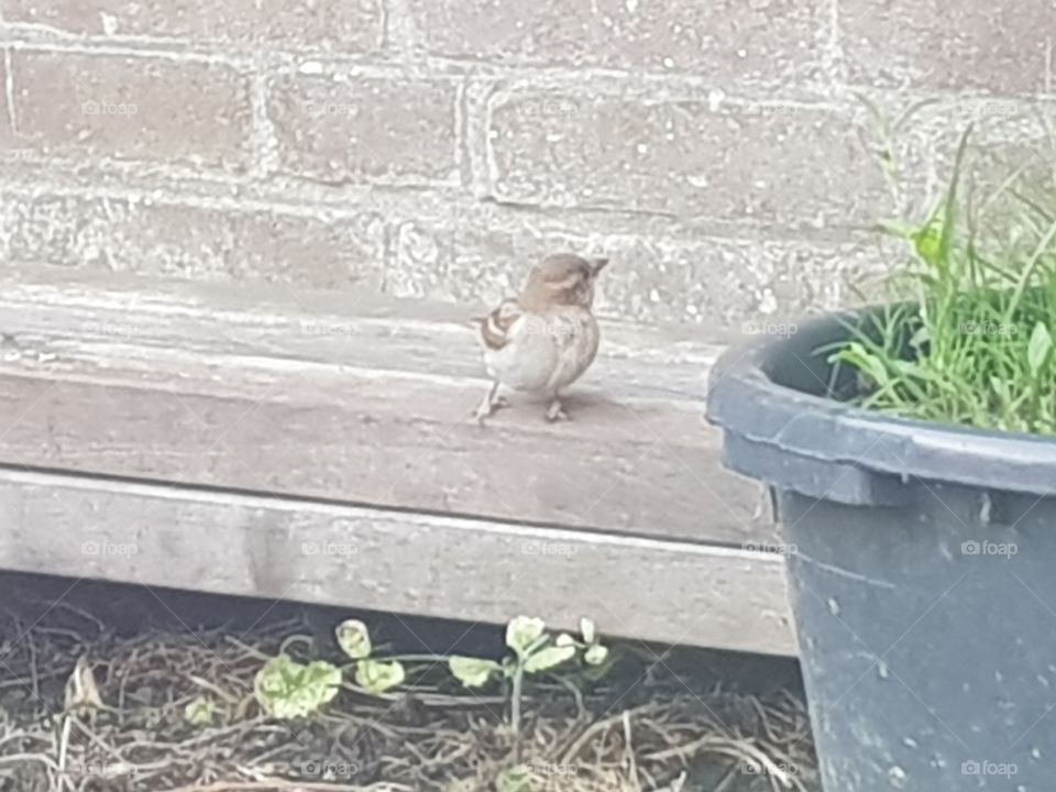Picture of a small dunnock; The sparrow is looking curiously behind her, if there are other friends around. :-)