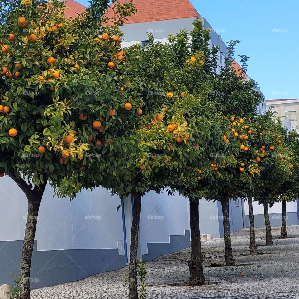 Citrus trees