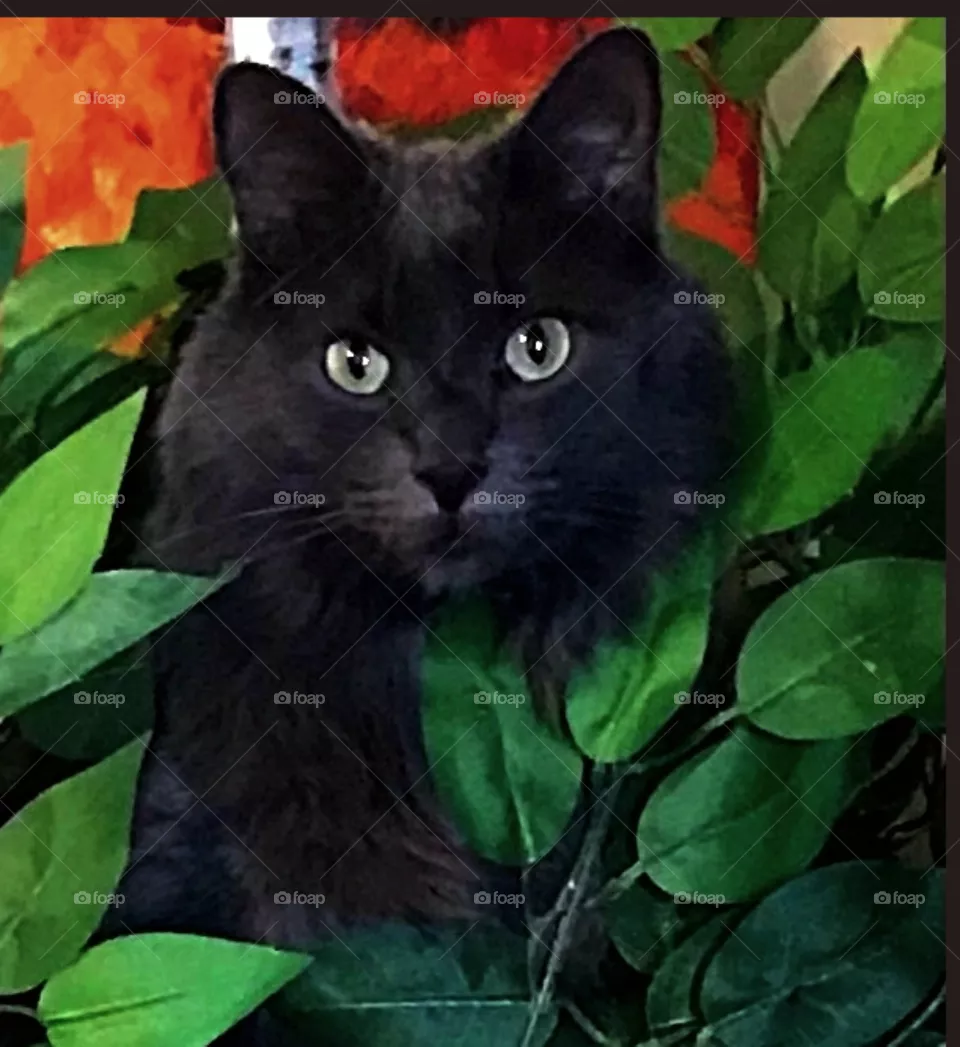 Jungle cat