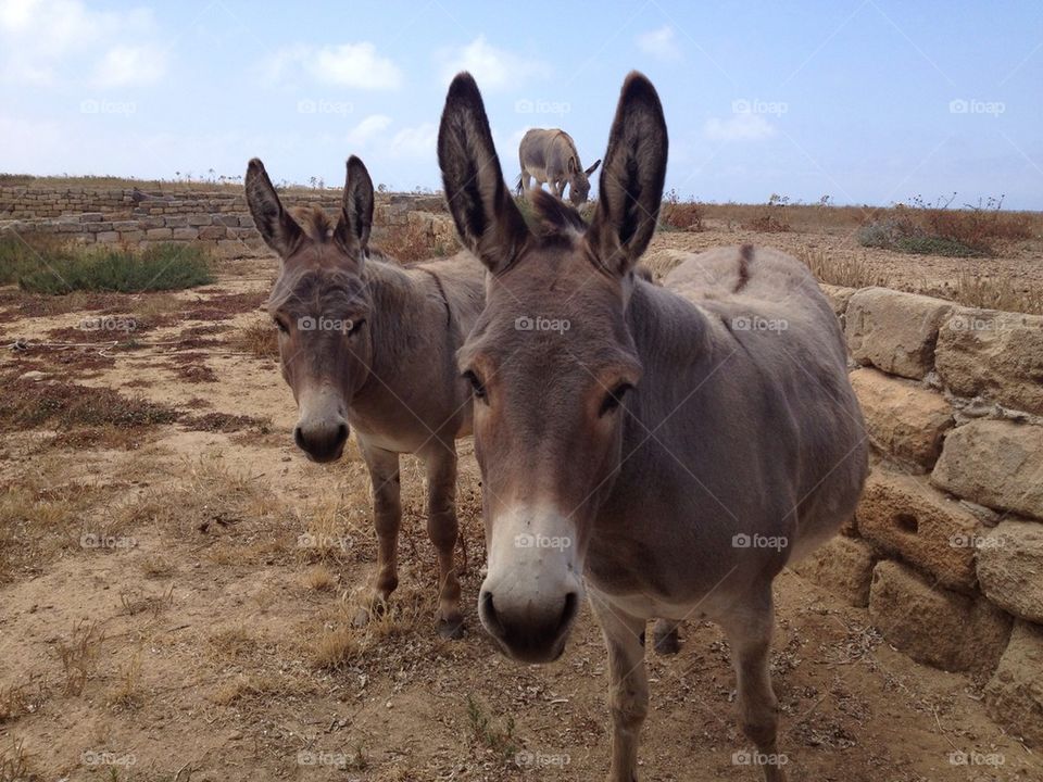 Donkey on donkeys 