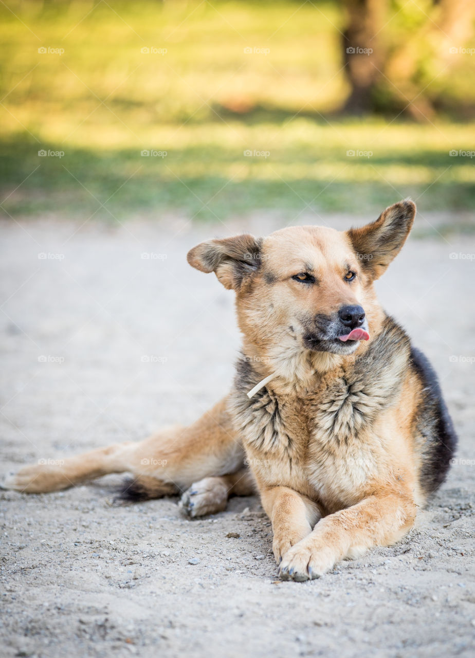 Wolf Dog Lays Down
