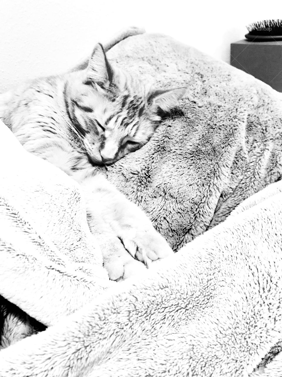 Darling striped tabby cat laying completely cuddled up in bed laying his head on a pillow. 