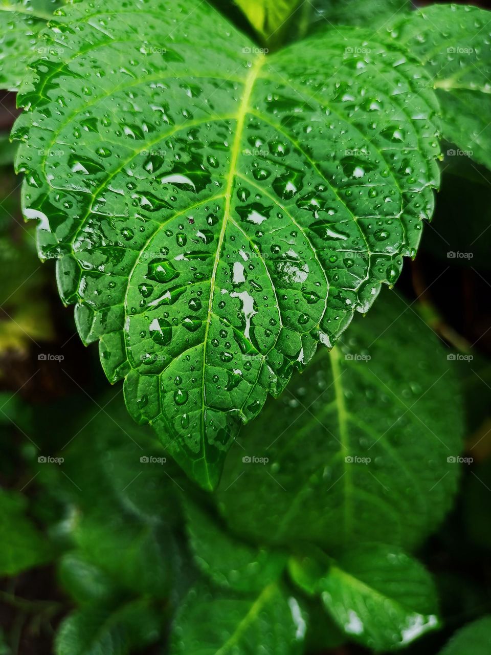 creative layout made of green leaves with drops of water after rain. flat lay. nature concept