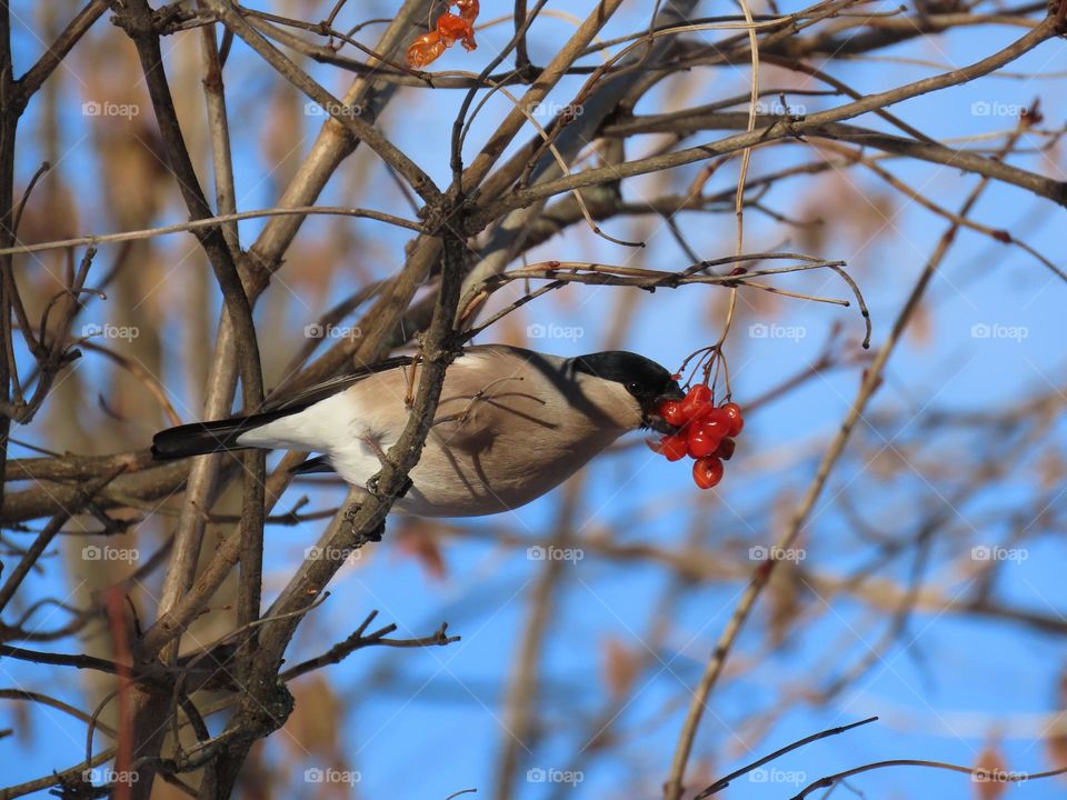 Bullfinch