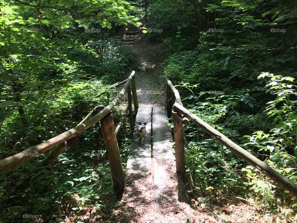 A brige in a forest