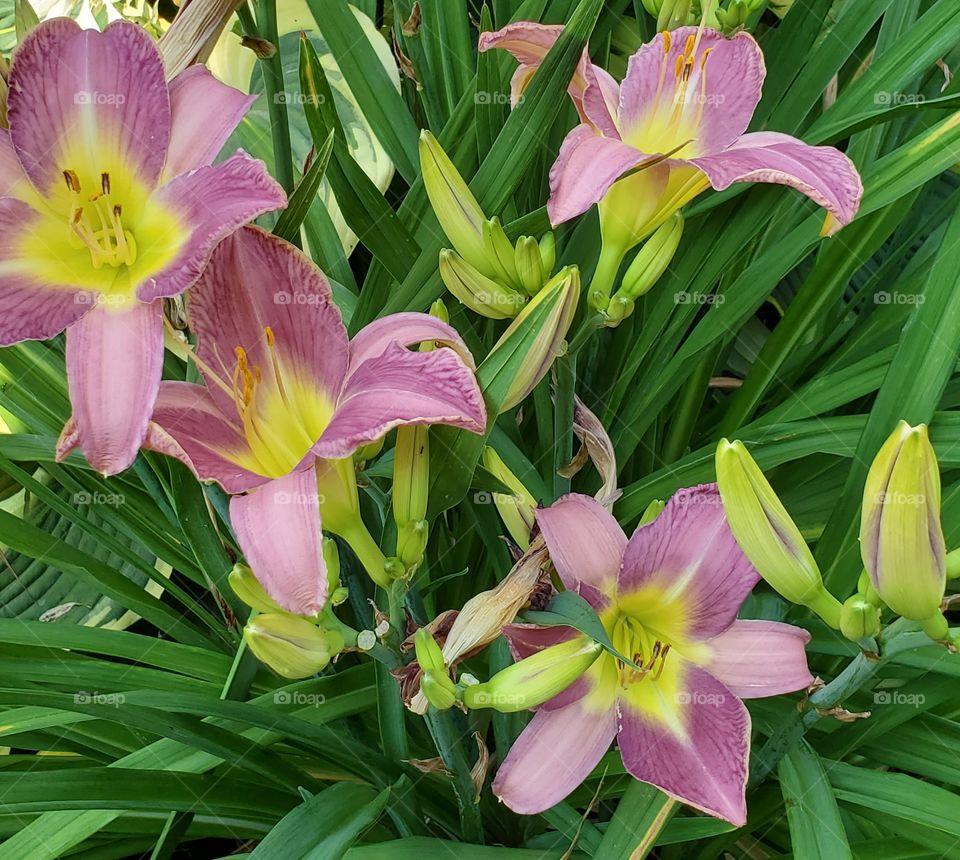 lillies