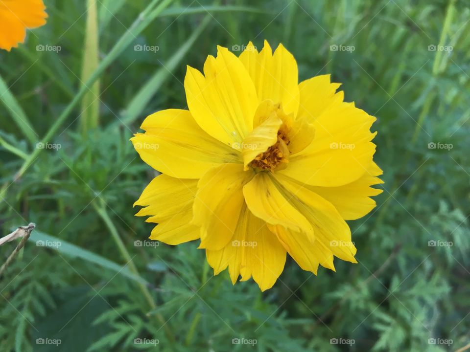 Elevated view of yellow flower