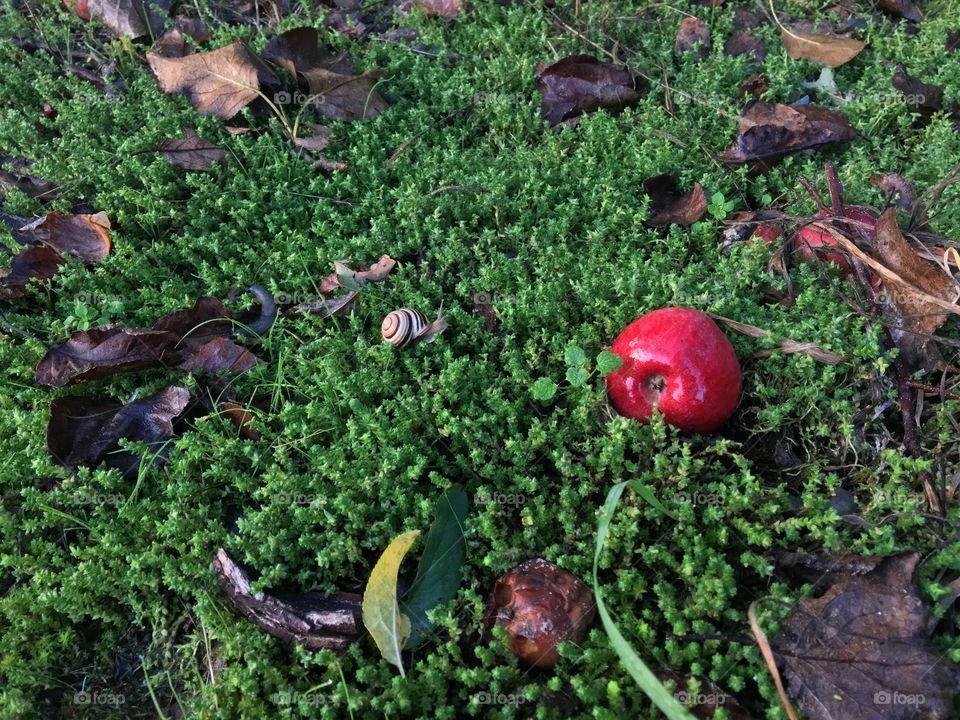 Our world is so much full of life. I like to notice tiny life in unexpected places. It was 7 am. Sunrise in the village. And tiny snail was having a morning walk in the bright garden with wild apples.  