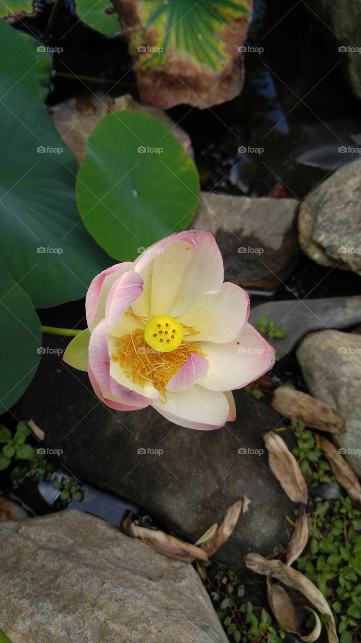 lotus button
