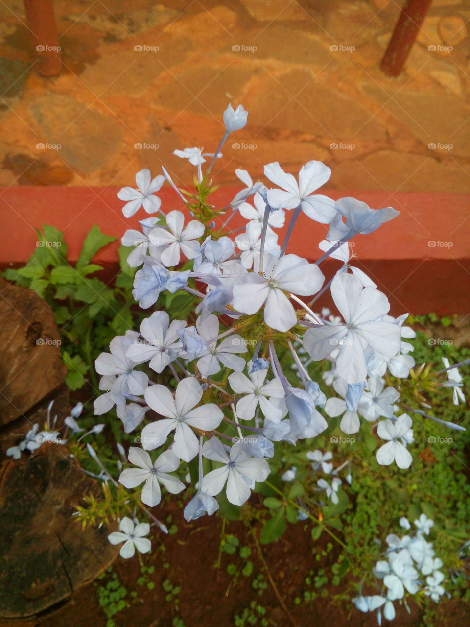 Blooming blue