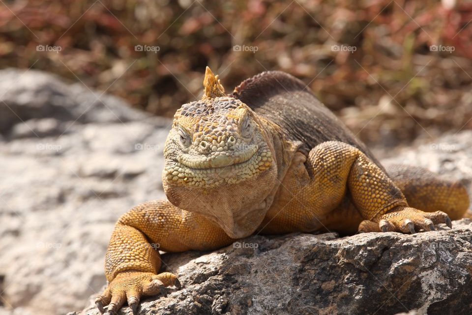 Smiling Iguana