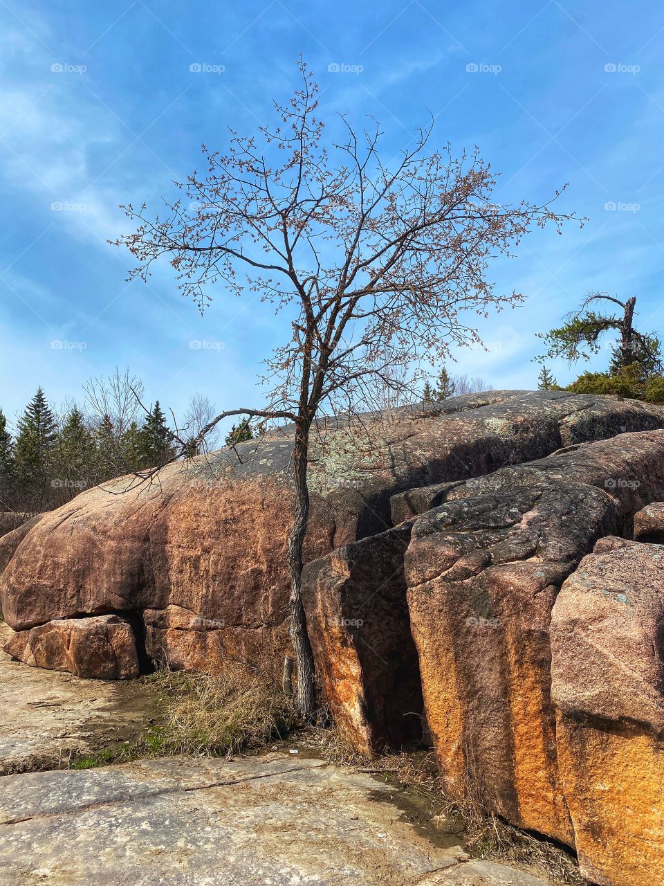 Lonely tree 