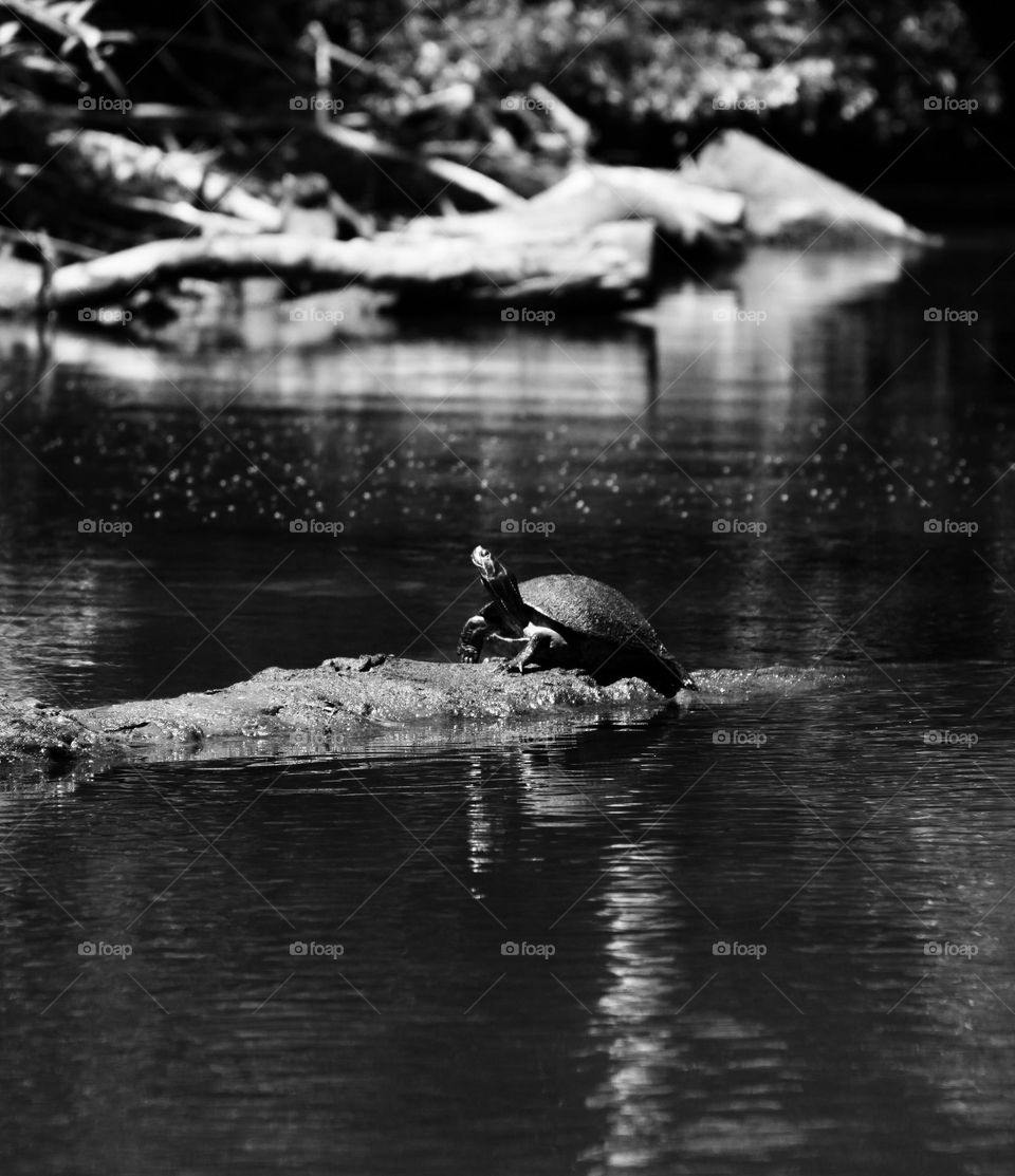 Turtle in the Hillsborough River