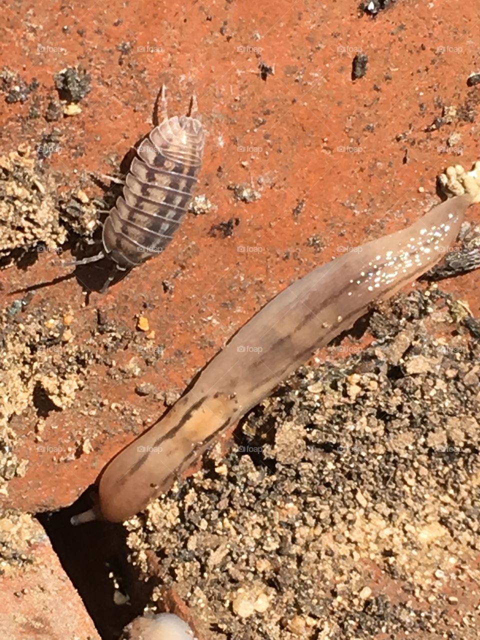 slug and rolly Polly