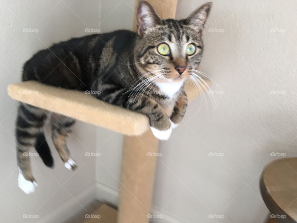 Cat on perch