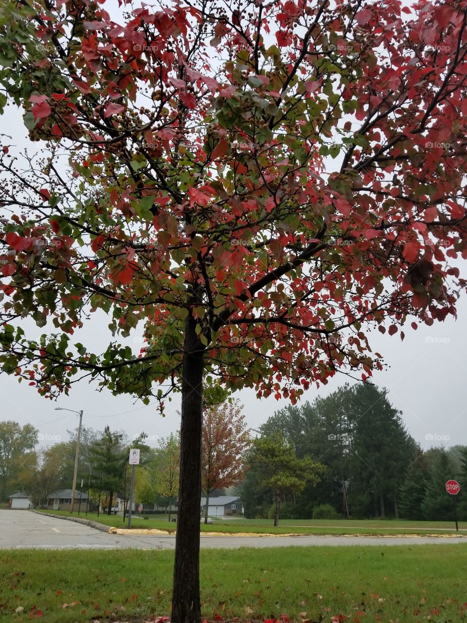 A Beautiful Rainy Autumn Day In Wisconsin.
