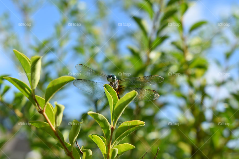 dragonfly with clear wings on bright green leaf