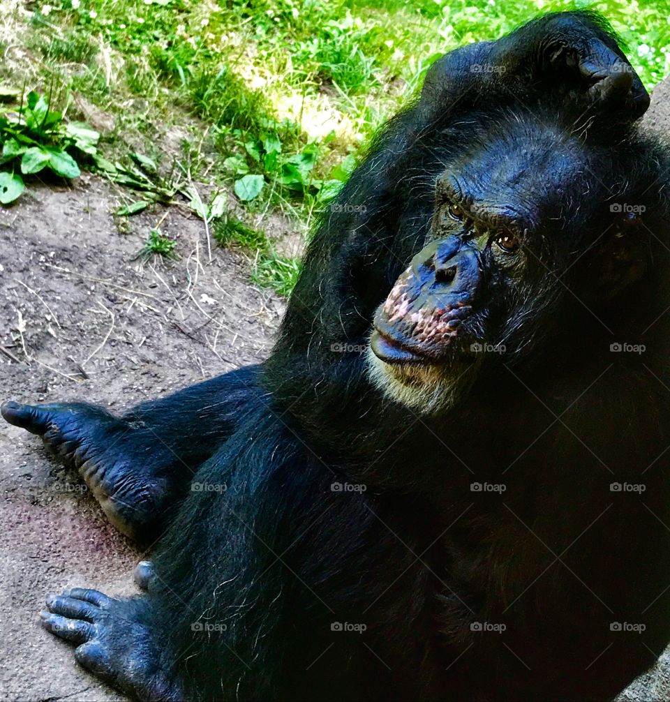 Chimpanzee—taken in Grand Rapids, Michigan 