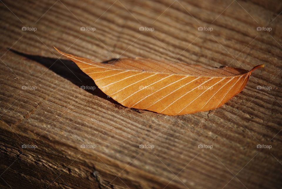 Autumn leaf