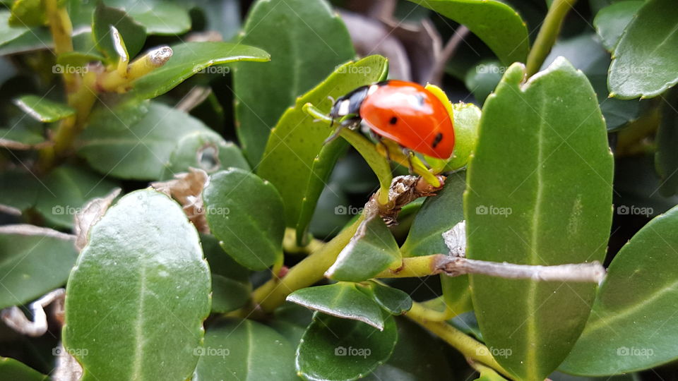 ladybug