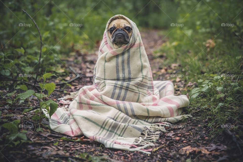 Cute dog in a blanket.