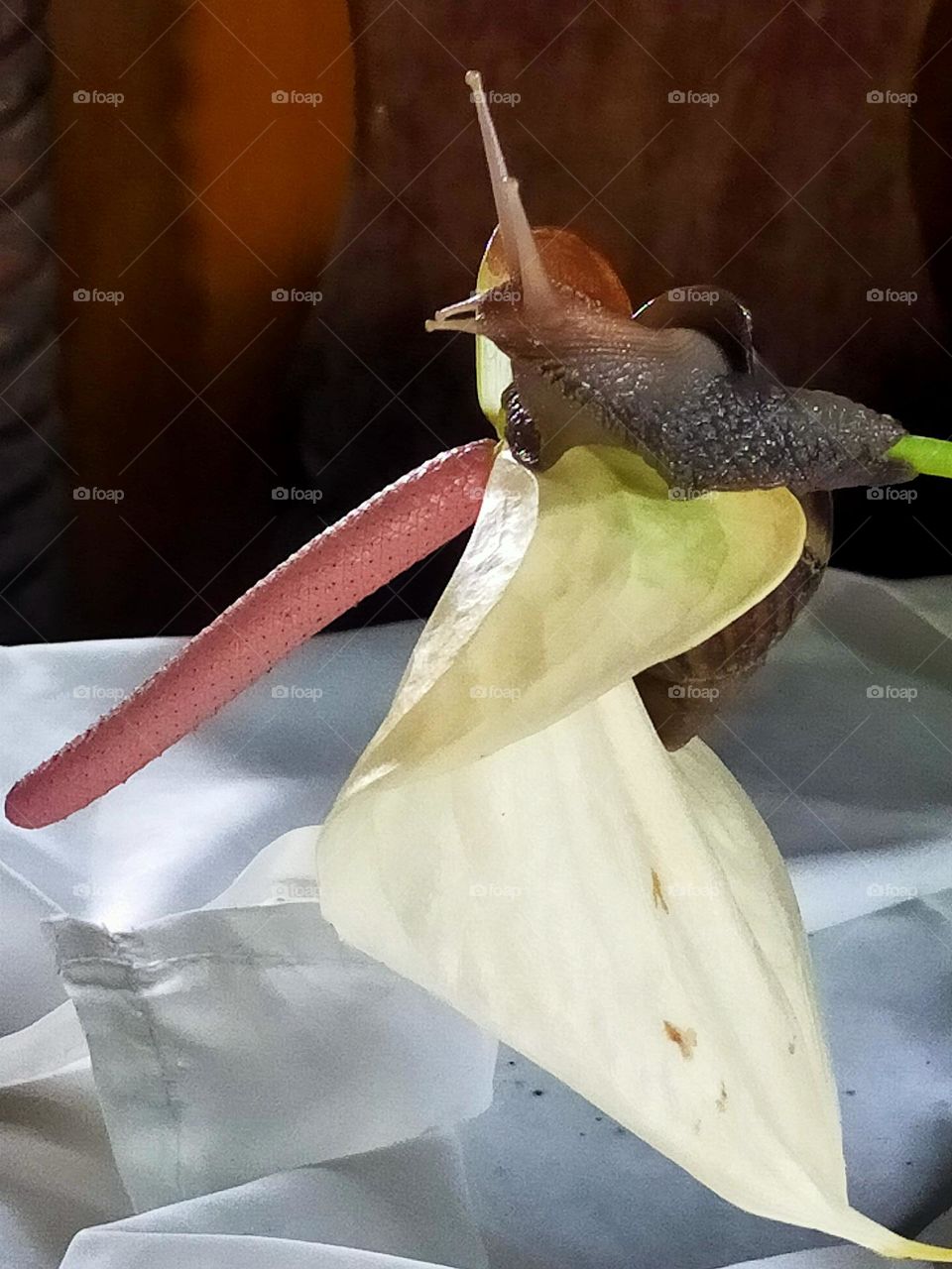 slowly but surely, determination beautifully captured