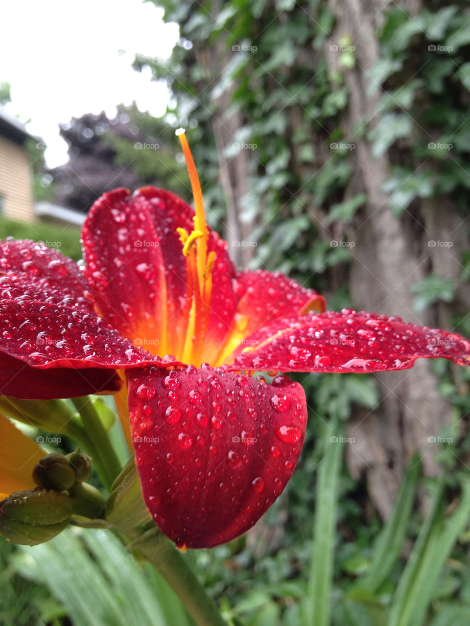 green flowers garden yellow by somebeach
