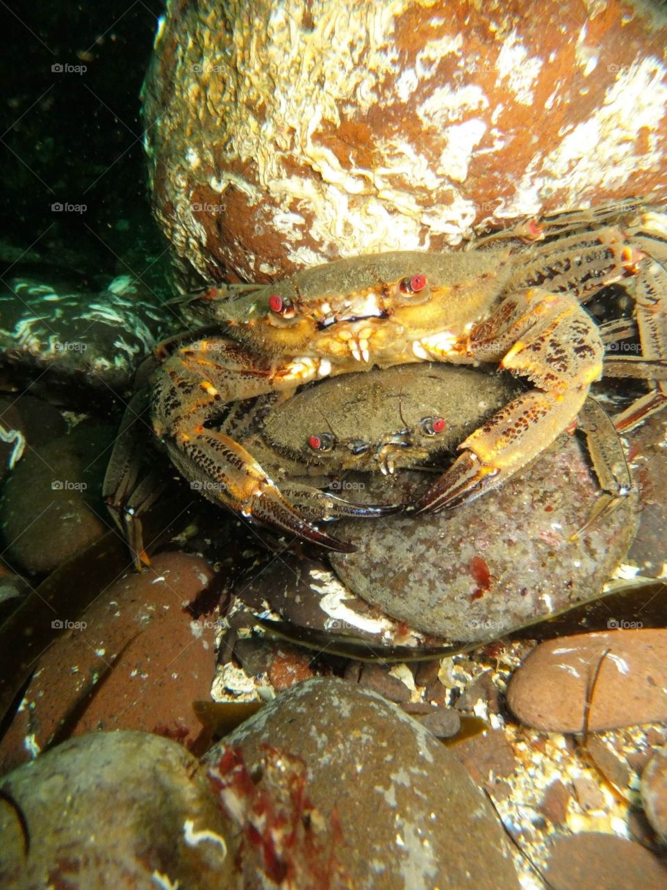 Shore crabs