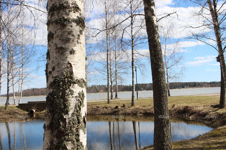 Nature, white birch trees, pond, ocean, grass, outdoor, travel, Finland, Porvoo 