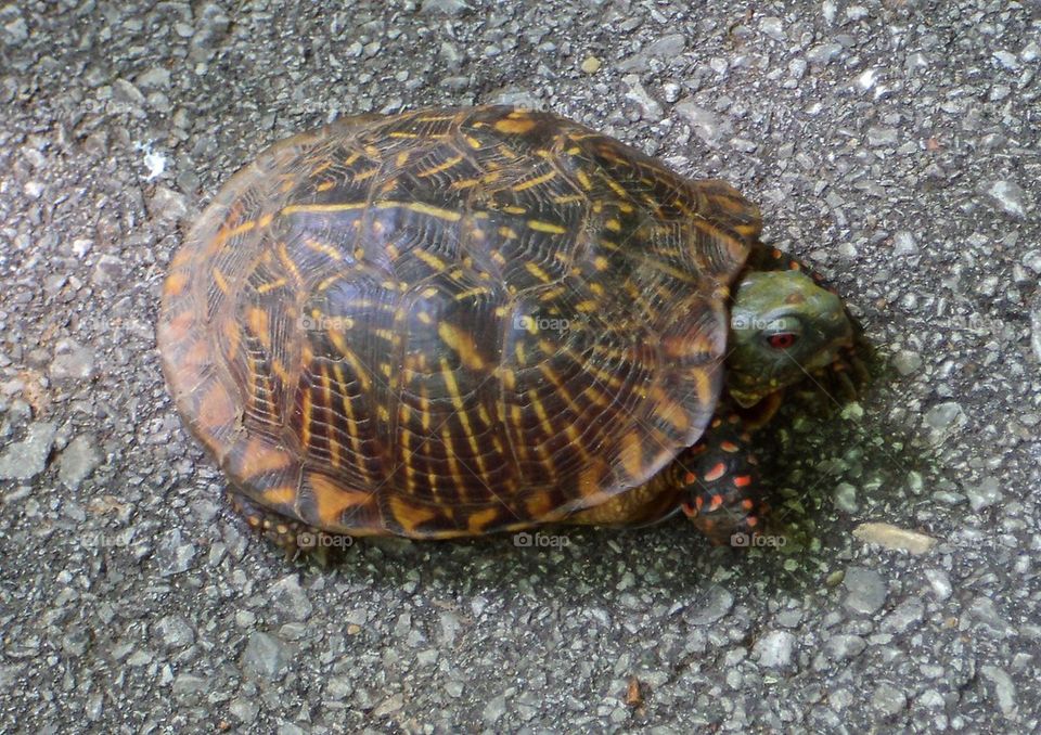 Turtle Time. Turtle on the park pathway. 