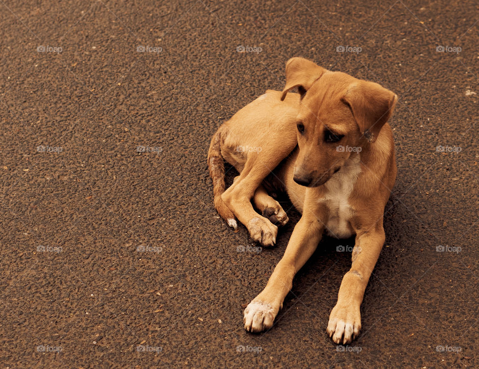 Animal photography - Kombai - Polygar - Puppy - Sitting quietly