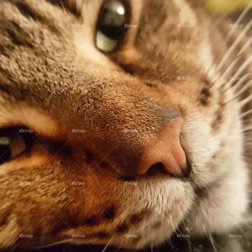 cat close up portrait